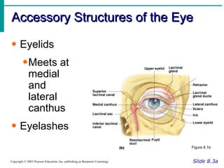 Accessory Structures of the Eye Slide 8.3a Copyright © 2003 Pearson Education, Inc. publishing as Benjamin Cummings Eyelids Meets at medial and lateral canthus Eyelashes Figure 8.1b 