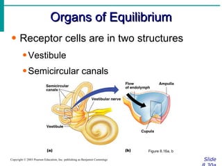 Organs of Equilibrium Slide 8.30a Copyright © 2003 Pearson Education, Inc. publishing as Benjamin Cummings Receptor cells are in two structures Vestibule Semicircular canals Figure 8.16a, b 