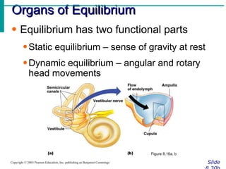 Organs of Equilibrium Slide 8.30b Copyright © 2003 Pearson Education, Inc. publishing as Benjamin Cummings Equilibrium has two functional parts Static equilibrium – sense of gravity at rest Dynamic equilibrium – angular and rotary head movements Figure 8.16a, b 
