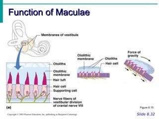 Function of Maculae Slide 8.32 Copyright © 2003 Pearson Education, Inc. publishing as Benjamin Cummings Figure 8.15 
