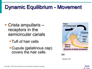 Dynamic Equilibrium - Movement Slide 8.33a Copyright © 2003 Pearson Education, Inc. publishing as Benjamin Cummings Crista ampullaris – receptors in the semicircular canals Tuft of hair cells Cupula (gelatinous cap) covers the hair cells Figure 8.16c 