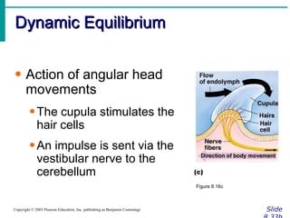 Dynamic Equilibrium Slide 8.33b Copyright © 2003 Pearson Education, Inc. publishing as Benjamin Cummings Action of angular head movements The cupula stimulates the hair cells An impulse is sent via the vestibular nerve to the cerebellum Figure 8.16c 