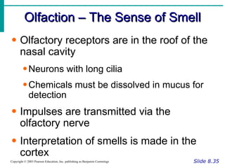 Olfaction – The Sense of Smell Slide 8.35 Copyright © 2003 Pearson Education, Inc. publishing as Benjamin Cummings Olfactory receptors are in the roof of the nasal cavity Neurons with long cilia Chemicals must be dissolved in mucus for detection Impulses are transmitted via the olfactory nerve Interpretation of smells is made in the cortex 