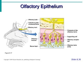 Olfactory Epithelium Slide 8.36 Copyright © 2003 Pearson Education, Inc. publishing as Benjamin Cummings Figure 8.17 