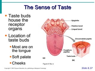The Sense of Taste Slide 8.37 Copyright © 2003 Pearson Education, Inc. publishing as Benjamin Cummings Taste buds house the receptor organs Location of taste buds Most are on the tongue Soft palate Cheeks Figure 8.18a, b 