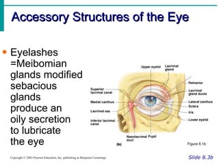 Accessory Structures of the Eye Slide 8.3b Copyright © 2003 Pearson Education, Inc. publishing as Benjamin Cummings Eyelashes =Meibomian glands modified  sebacious  glands  produce an  oily secretion  to lubricate  the eye Figure 8.1b 