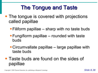 The Tongue and Taste Slide 8.38 Copyright © 2003 Pearson Education, Inc. publishing as Benjamin Cummings The tongue is covered with projections called papillae Filiform papillae – sharp with no taste buds Fungifiorm papillae – rounded with taste buds Circumvallate papillae – large papillae with taste buds Taste buds are found on the sides of papillae 