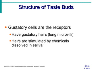 Structure of Taste Buds Slide 8.39a Copyright © 2003 Pearson Education, Inc. publishing as Benjamin Cummings Gustatory cells are the receptors Have gustatory hairs (long microvilli) Hairs are stimulated by chemicals dissolved in saliva 