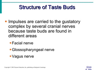 Structure of Taste Buds Slide 8.39b Copyright © 2003 Pearson Education, Inc. publishing as Benjamin Cummings Impulses are carried to the gustatory complex by several cranial nerves because taste buds are found in different areas Facial nerve Glossopharyngeal nerve Vagus nerve 