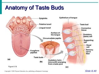 Anatomy of Taste Buds Slide 8.40 Copyright © 2003 Pearson Education, Inc. publishing as Benjamin Cummings Figure 8.18 