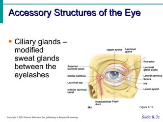 Accessory Structures of the Eye Slide 8.3c Copyright © 2003 Pearson Education, Inc. publishing as Benjamin Cummings Ciliary glands –  modified  sweat glands  between the  eyelashes Figure 8.1b 
