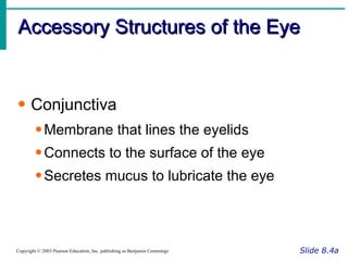 Accessory Structures of the Eye Slide 8.4a Copyright © 2003 Pearson Education, Inc. publishing as Benjamin Cummings Conjunctiva Membrane that lines the eyelids Connects to the surface of the eye Secretes mucus to lubricate the eye 