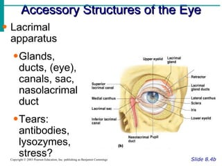 Accessory Structures of the Eye Slide 8.4b Copyright © 2003 Pearson Education, Inc. publishing as Benjamin Cummings Lacrimal apparatus Glands, ducts, (eye), canals, sac, nasolacrimal duct Tears: antibodies, lysozymes, stress? Figure 8.1a 