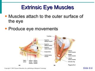 Extrinsic Eye Muscles Slide 8.6 Copyright © 2003 Pearson Education, Inc. publishing as Benjamin Cummings Muscles attach to the outer surface of the eye Produce eye movements Figure 8.2 
