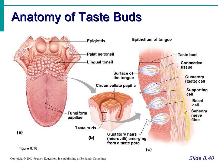 outstanding taste buds anatomy illustration anatomy of human body how the sense of taste works