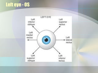 Left eye - OS
 