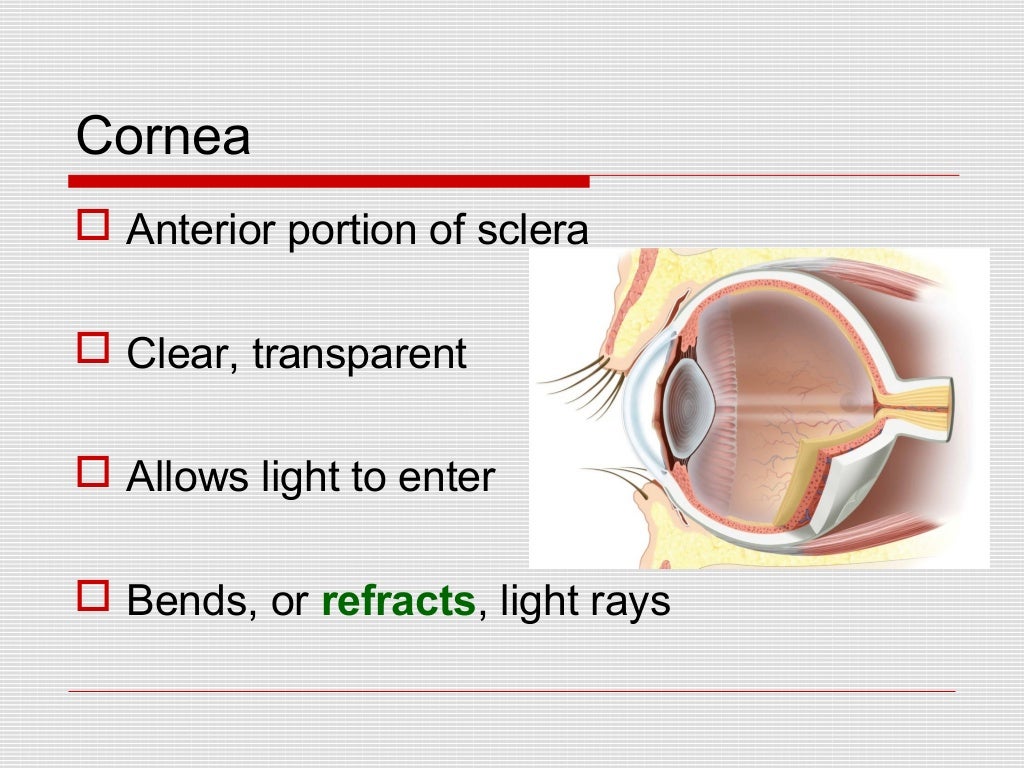 Eyes and Ears Medical Terminology