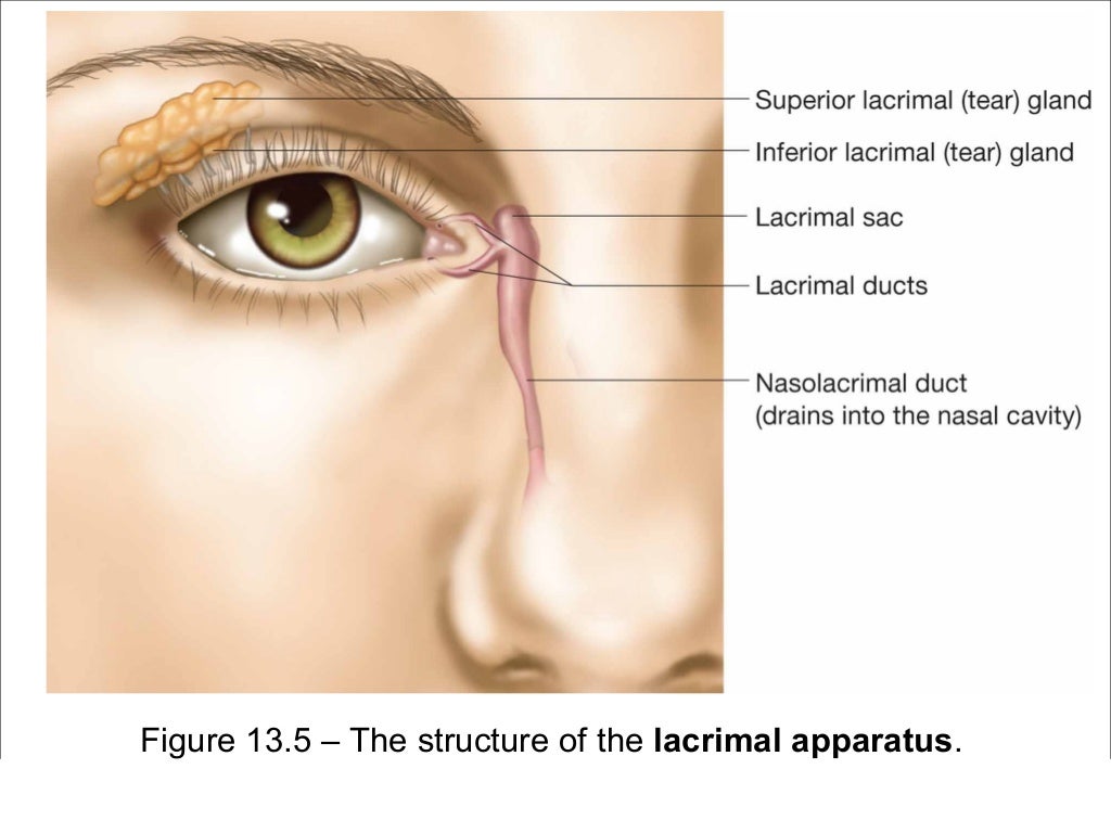 Eyes and Ears Medical Terminology