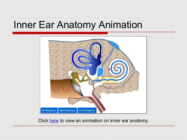 Eyes And Ears Medical Terminology