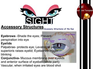SIGHT
Accessory Structures
Eyebrows -Shade the eyes; Prevent
perspiration into eye
Eyelids
Palpabrae- protects eye; Levatorpal pebrae
superioris raises eyelid; Eyelashes trigger
blinking
Conjunctiva- Mucous membrane over eyelids
and anterior surface of eyeball (white part);
Vascular, when irritated eyes are blood shot

 