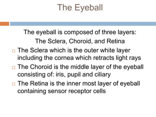 The Eyeball
The eyeball is composed of three layers:
The Sclera, Choroid, and Retina
The Sclera which is the outer white layer
including the cornea which retracts light rays
The Choroid is the middle layer of the eyeball
consisting of: iris, pupil and ciliary
The Retina is the inner most layer of eyeball
containing sensor receptor cells