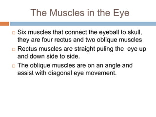 The Muscles in the Eye
Six muscles that connect the eyeball to skull,
they are four rectus and two oblique muscles
Rectus muscles are straight puling the eye up
and down side to side.
The oblique muscles are on an angle and
assist with diagonal eye movement.