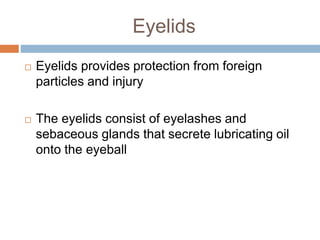Eyelids
Eyelids provides protection from foreign
particles and injury
The eyelids consist of eyelashes and
sebaceous glands that secrete lubricating oil
onto the eyeball