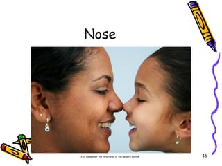 Sensory System | PPT
