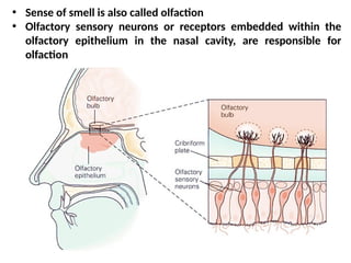 • Sense of smell is also called olfaction
• Olfactory sensory neurons or receptors embedded within the
olfactory epithelium in the nasal cavity, are responsible for
olfaction
 
