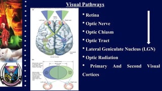 Special Senses.ppt physiology by akinyede triumphant ayomipo | PPT