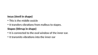 Anvil Shape Incus SPECIAL ORGANS OF THE BODY AND FUNCTIONS | PPTX