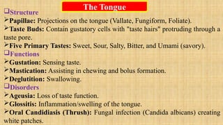 The Tongue
Structure
Papillae: Projections on the tongue (Vallate, Fungiform, Foliate).
Taste Buds: Contain gustatory cells with "taste hairs" protruding through a
taste pore.
Five Primary Tastes: Sweet, Sour, Salty, Bitter, and Umami (savory).
Functions
Gustation: Sensing taste.
Mastication: Assisting in chewing and bolus formation.
Deglutition: Swallowing.
Disorders
Ageusia: Loss of taste function.
Glossitis: Inflammation/swelling of the tongue.
Oral Candidiasis (Thrush): Fungal infection (Candida albicans) creating
white patches.
 