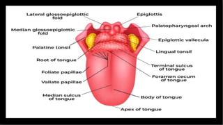 special senses-eye, ear, nose, tongue.pptx