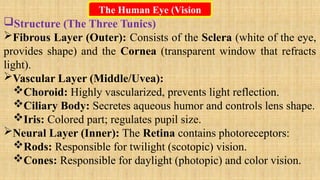 The Human Eye (Vision
Structure (The Three Tunics)
Fibrous Layer (Outer): Consists of the Sclera (white of the eye,
provides shape) and the Cornea (transparent window that refracts
light).
Vascular Layer (Middle/Uvea):
Choroid: Highly vascularized, prevents light reflection.
Ciliary Body: Secretes aqueous humor and controls lens shape.
Iris: Colored part; regulates pupil size.
Neural Layer (Inner): The Retina contains photoreceptors:
Rods: Responsible for twilight (scotopic) vision.
Cones: Responsible for daylight (photopic) and color vision.
 