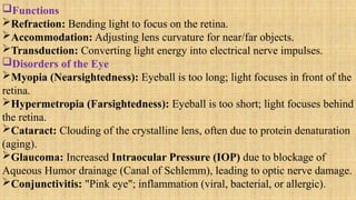 Functions
Refraction: Bending light to focus on the retina.
Accommodation: Adjusting lens curvature for near/far objects.
Transduction: Converting light energy into electrical nerve impulses.
Disorders of the Eye
Myopia (Nearsightedness): Eyeball is too long; light focuses in front of the
retina.
Hypermetropia (Farsightedness): Eyeball is too short; light focuses behind
the retina.
Cataract: Clouding of the crystalline lens, often due to protein denaturation
(aging).
Glaucoma: Increased Intraocular Pressure (IOP) due to blockage of
Aqueous Humor drainage (Canal of Schlemm), leading to optic nerve damage.
Conjunctivitis: "Pink eye"; inflammation (viral, bacterial, or allergic).
 