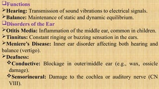 Functions
Hearing: Transmission of sound vibrations to electrical signals.
Balance: Maintenance of static and dynamic equilibrium.
Disorders of the Ear
Otitis Media: Inflammation of the middle ear, common in children.
Tinnitus: Constant ringing or buzzing sensation in the ears.
Meniere’s Disease: Inner ear disorder affecting both hearing and
balance (vertigo).
Deafness:
Conductive: Blockage in outer/middle ear (e.g., wax, ossicle
damage).
Sensorineural: Damage to the cochlea or auditory nerve (CN
VIII).
 