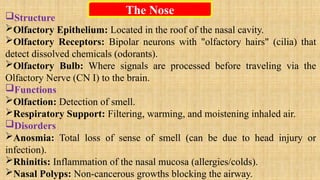 The Nose
Structure
Olfactory Epithelium: Located in the roof of the nasal cavity.
Olfactory Receptors: Bipolar neurons with "olfactory hairs" (cilia) that
detect dissolved chemicals (odorants).
Olfactory Bulb: Where signals are processed before traveling via the
Olfactory Nerve (CN I) to the brain.
Functions
Olfaction: Detection of smell.
Respiratory Support: Filtering, warming, and moistening inhaled air.
Disorders
Anosmia: Total loss of sense of smell (can be due to head injury or
infection).
Rhinitis: Inflammation of the nasal mucosa (allergies/colds).
Nasal Polyps: Non-cancerous growths blocking the airway.
 