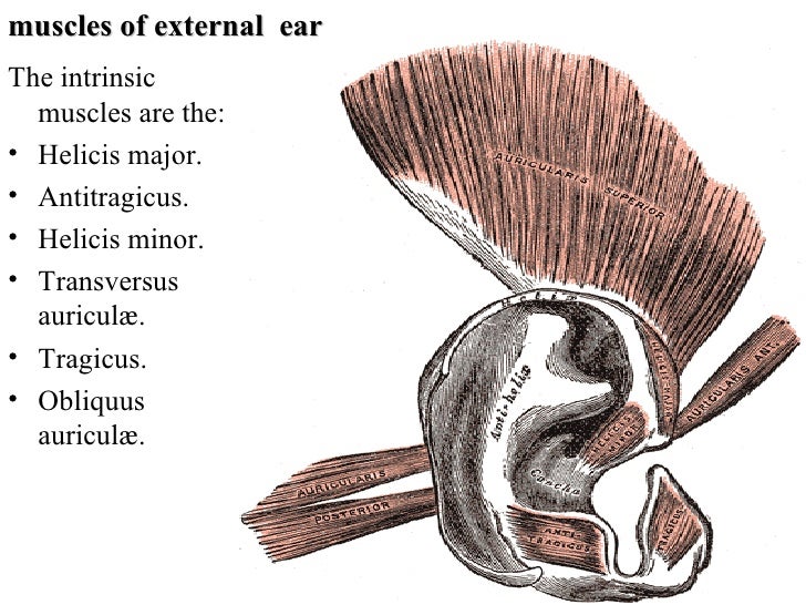Special Senses For Review