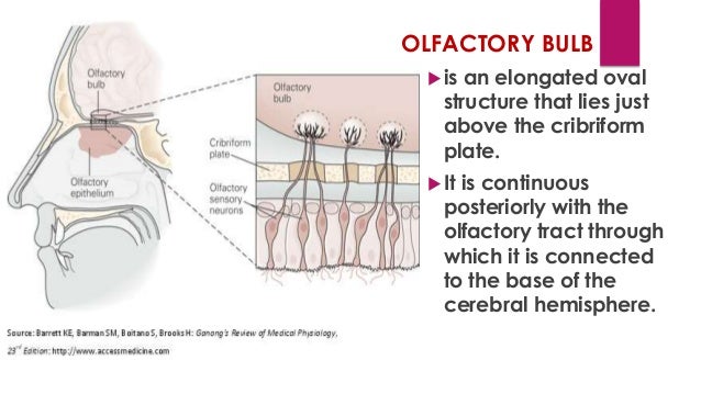 What is the function of the olfactory bulb?