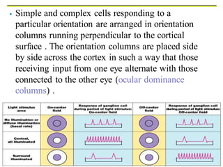 Special senses eye and ear | DOCX
