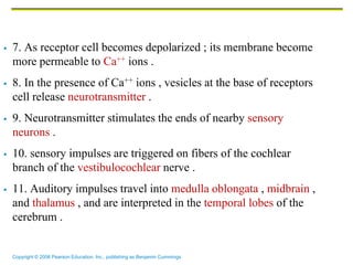 Special Senses Eye and Ear and their olfactory receptors | PDF
