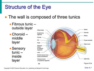 Each eye has over a million nerve fibers