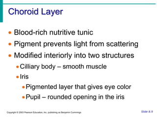 Most of the eye is enclosed in a bony orbit