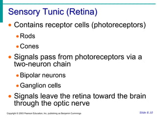 A cushion of fat surrounds most of the eyeSlide 8.2Copyright © 2003 Pearson Education, Inc. publishing as Benjamin Cummings