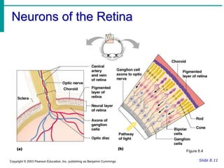 Accessory Structures of the EyeEyelids
