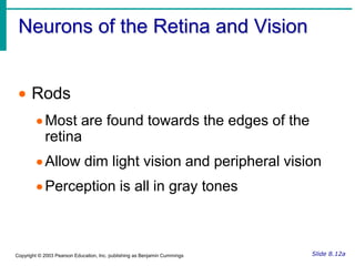 EyelashesFigure 8.1bSlide 8.3aCopyright © 2003 Pearson Education, Inc. publishing as Benjamin Cummings