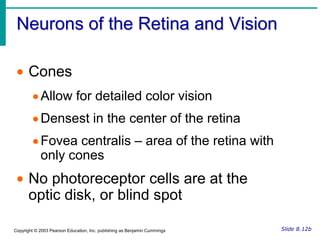 Accessory Structures of the EyeMeibomian glands – modified sebacious glands produce an oily secretion to lubricate the eyeFigure 8.1bSlide 8.3bCopyright © 2003 Pearson Education, Inc. publishing as Benjamin Cummings