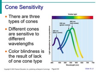 Accessory Structures of the EyeCiliary glands – modified sweat glands between the eyelashesFigure 8.1bSlide 8.3cCopyright © 2003 Pearson Education, Inc. publishing as Benjamin Cummings
