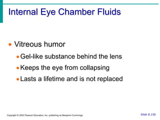 Connects to the surface of the eye