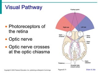 Lacrimal gland – produces lacrimal fluid